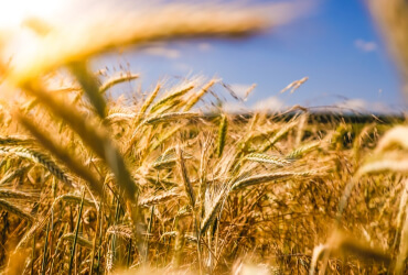 Why Frequently Watering Can Affect Your Crops?