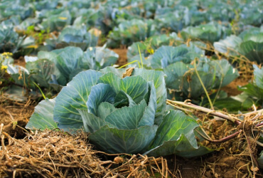 Why Grow Seeds For Climate Resiliency