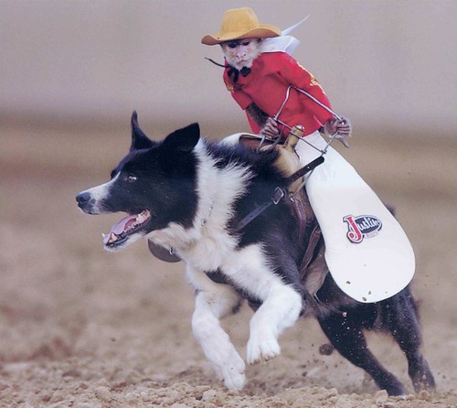 Cowboy Monkey Dog Jockey
